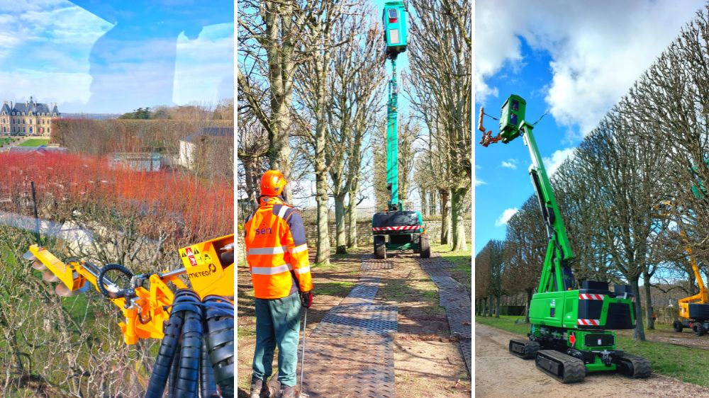 SEM - Sceaux - Taille en rideau d'arbres de 15 mètres de haut - 2022.png