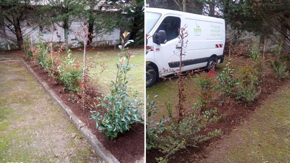 SEM - plantation d'une haie séparative.jpg